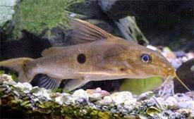 Synodontis one spot