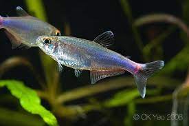 Tetra Blue red tail