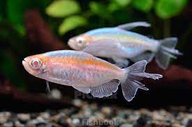 Tetra Congo albino