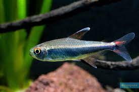 Tetra Peruano