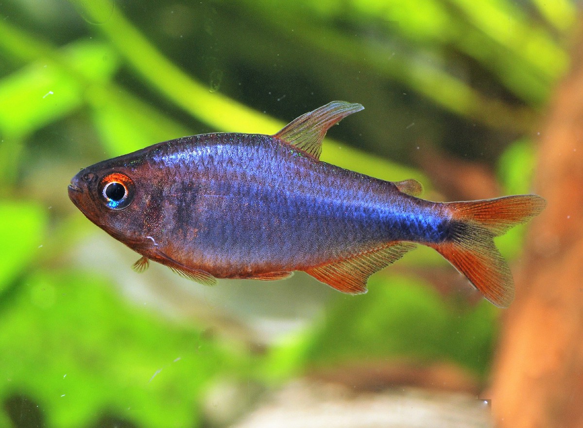 Tetra wadai