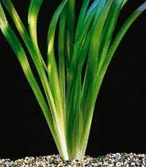 VALLISNERIA GIGANTEA