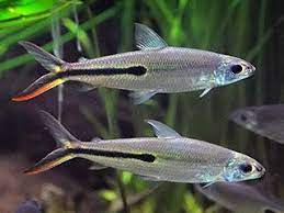 Hemiodus De Linea Roja