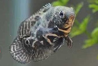 Astronotus Salvaje