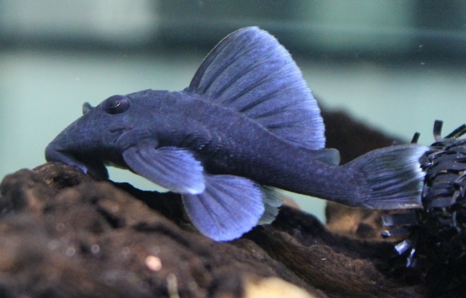Panaque Azul L239