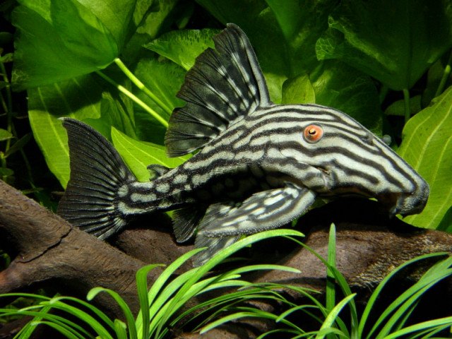 Panaque Nigrolineatus L190 SMALL