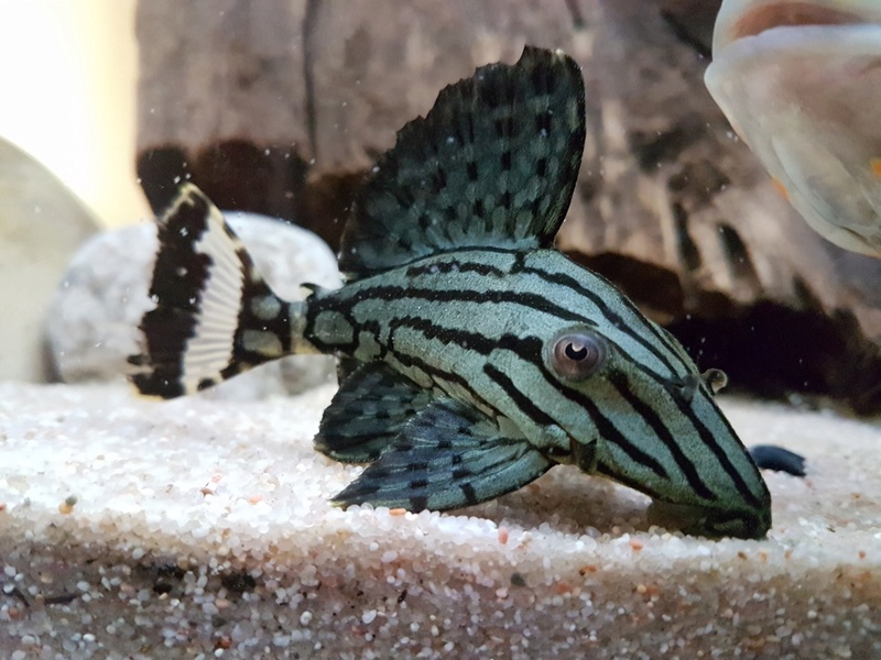 Panaque Nigrolineatus L191