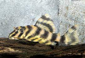 Pleco Zebra Amarillo L15