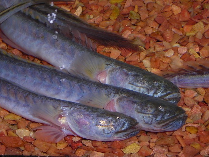 Pez Dragón Azul