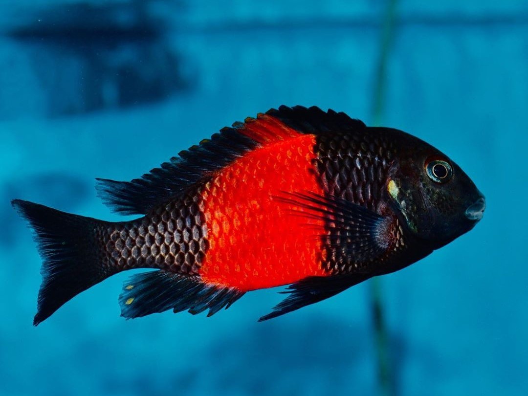 Tropheus "Bemba"