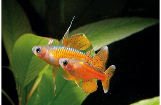 Pseudomugil Paskai