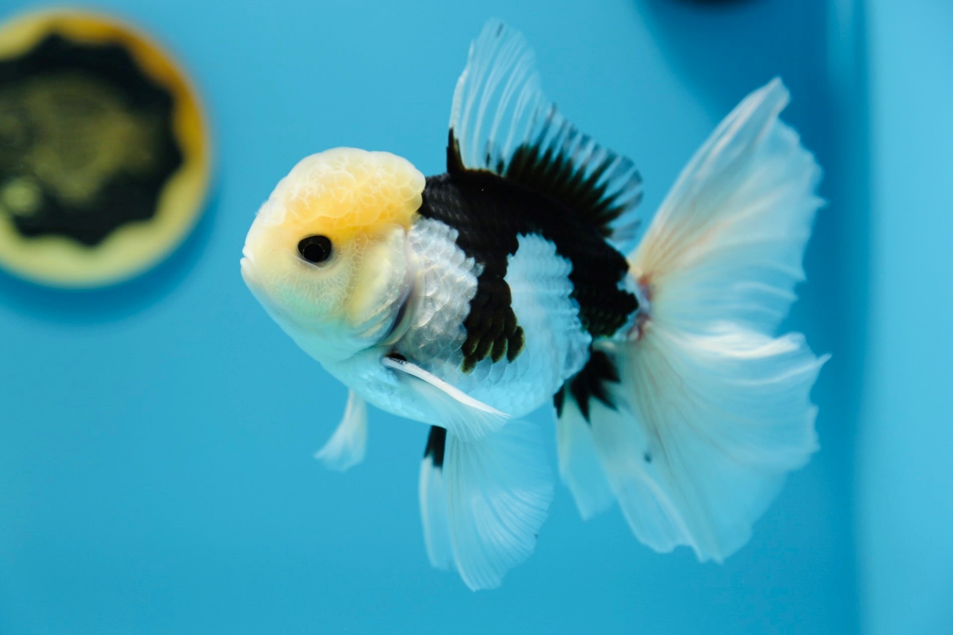 Oranda Panda Tricolor XL