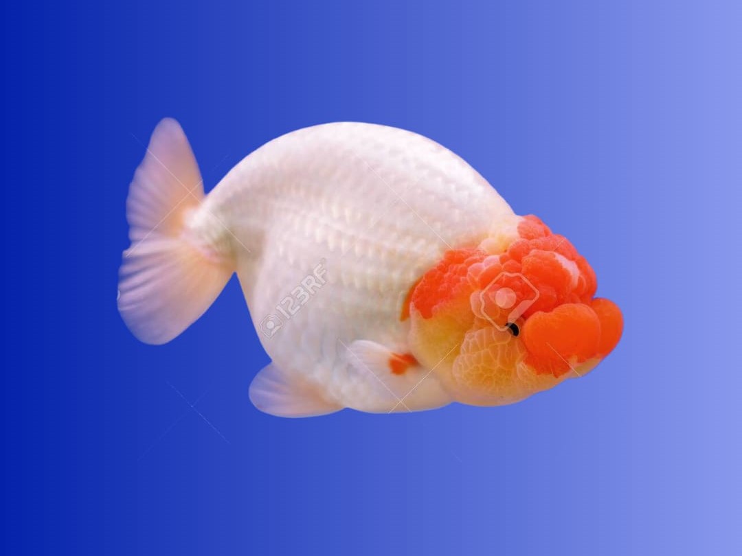 Ranchu Importado