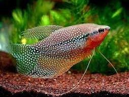 Tricho leeri Grande