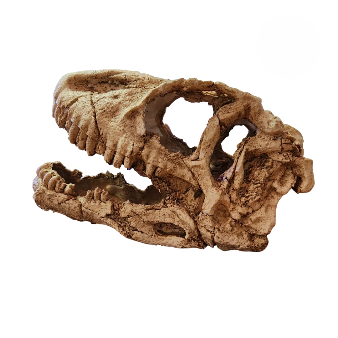 CRANEO DINOSAURIO