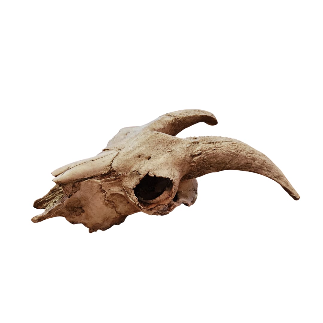 CRANEO CABRA