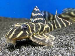 Pleco L199 Zebra Irinhida