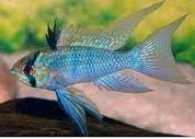 Ramirezi Electric Blue Velifero XL