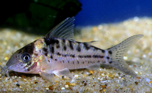 Brochis Incolicana (Ex Coridora Incolicana)