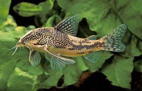 Scleromystax Barbatus (Ex Coridora Barbatus)