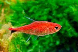 Tetra Rubi