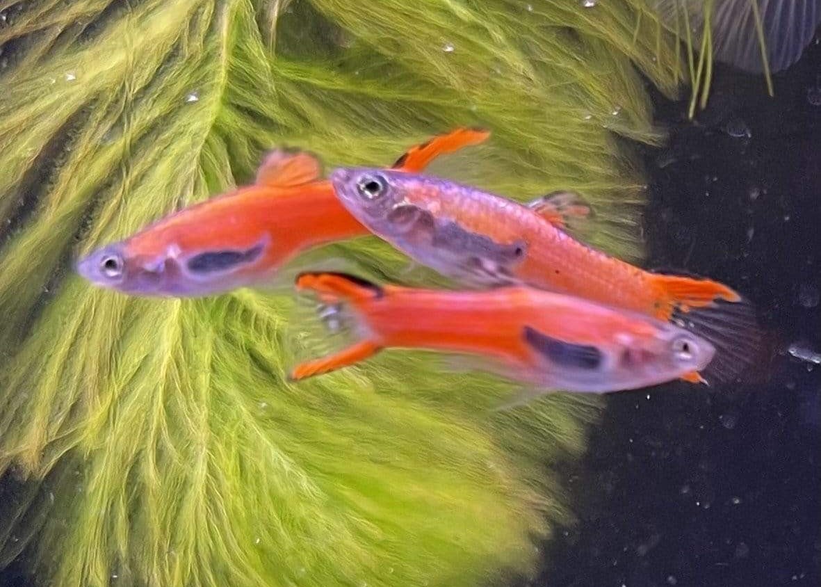Lebistes Endler Red Chilli Casal