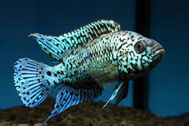 Blue Dempsey