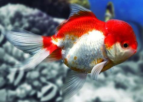Oranda Rojo y Blanco