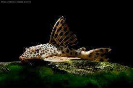 Peckoltia Sabaji L075