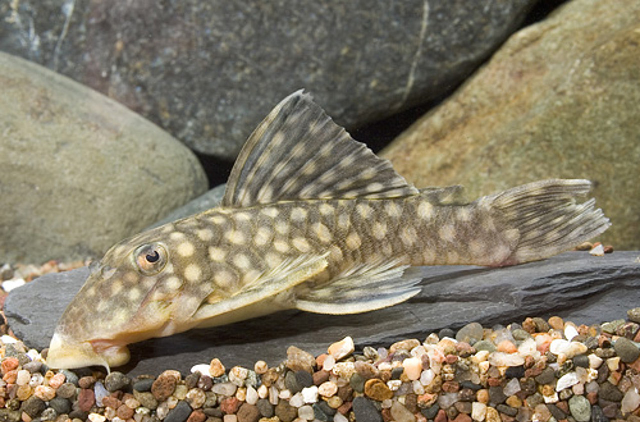 Pleco L020 Zuanoni