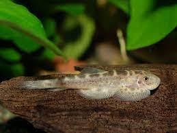 Locha de Borneo WUI