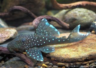 Pleco Diamante Azul/Blue Phantom L128