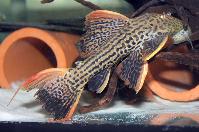 Red Scarlet Pleco L25