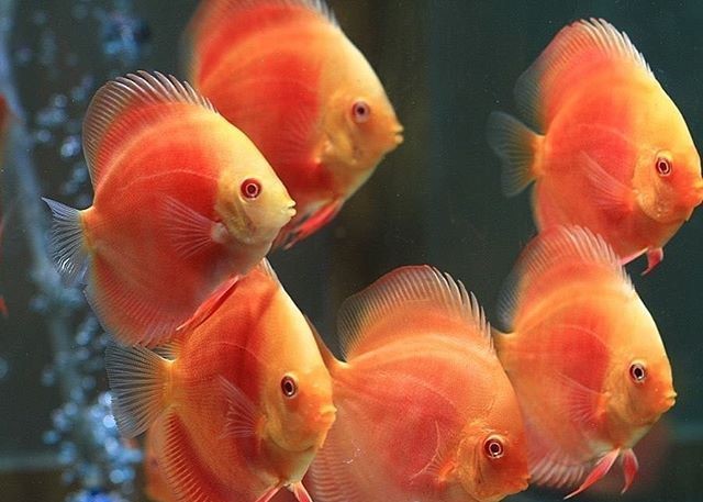 Discus Red Cover Albino