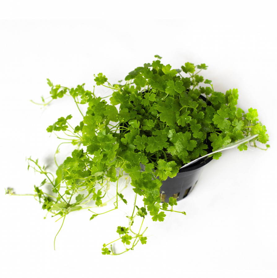 Hydrocotyle Tripartita Japan EMERGIDA