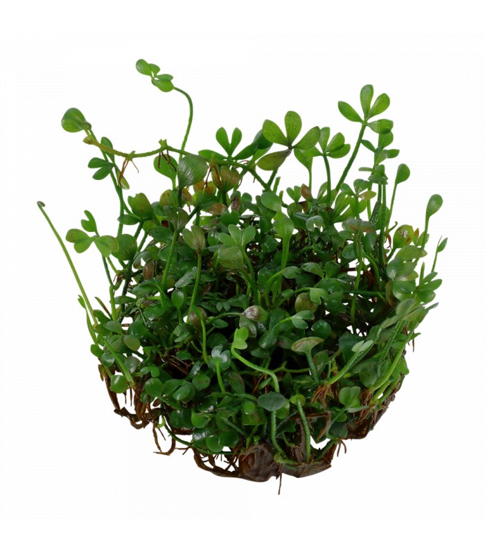 Marsilea crenata EMERGIDO