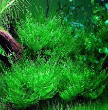 Peacock Moss