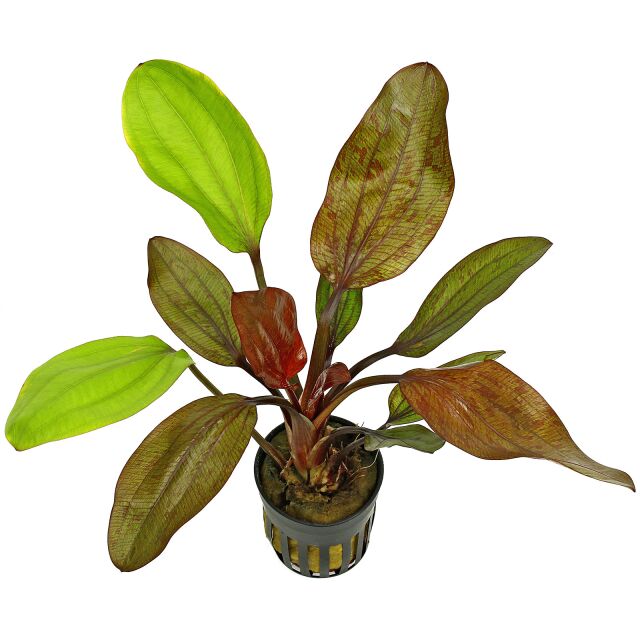 Aquarius (Echinodorus) Fancy Twist