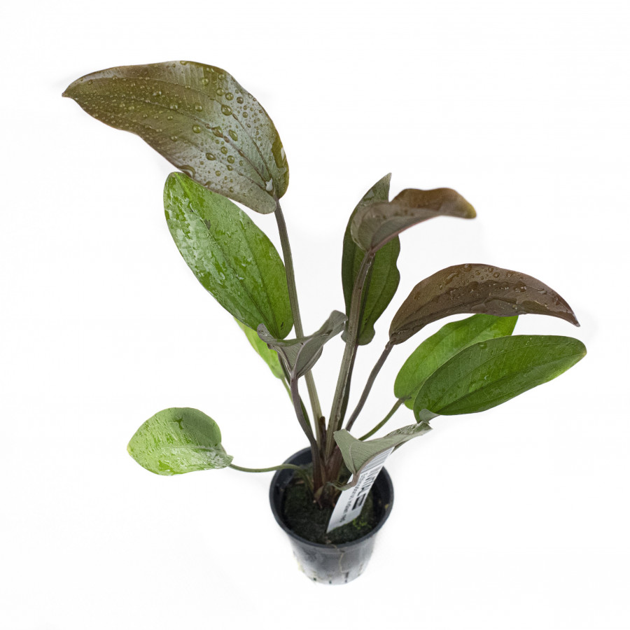 Aquarius (Echinodorus) Indian Red