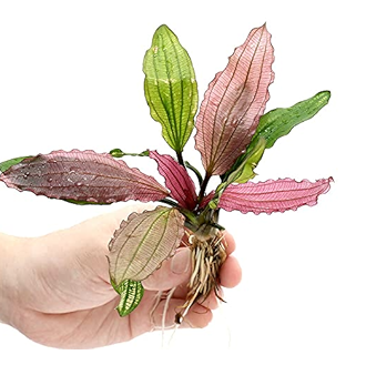 AQUARIUS (ECHINODORUS) MIRACLE