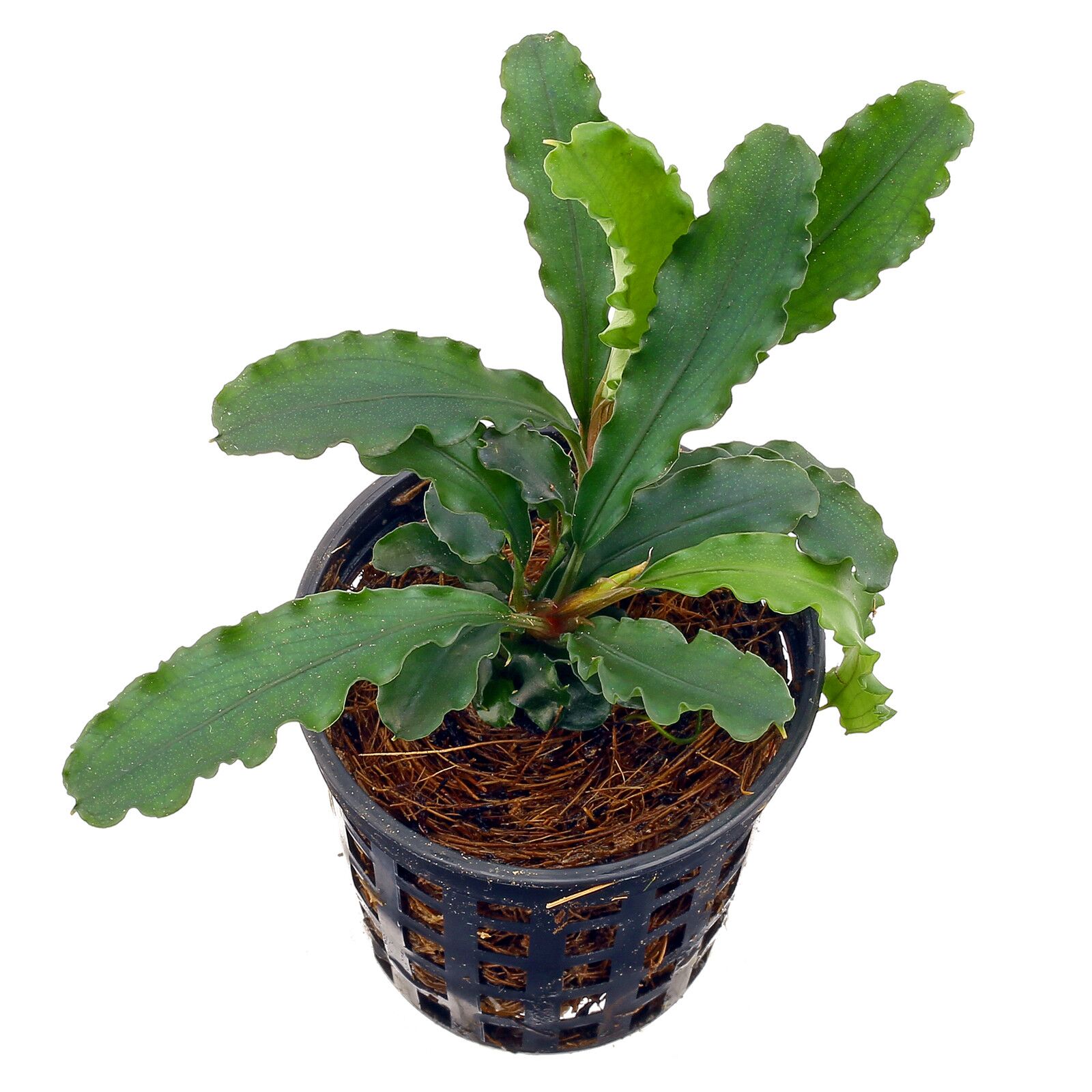 Bucephalandra Bukit