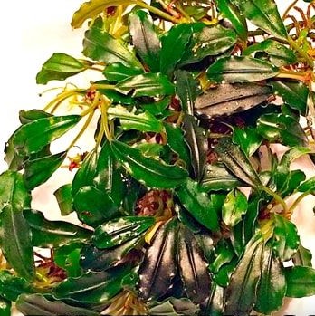 Bucephalandra Cherry