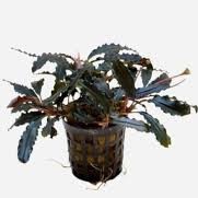 Bucephalandra Biblis Pink