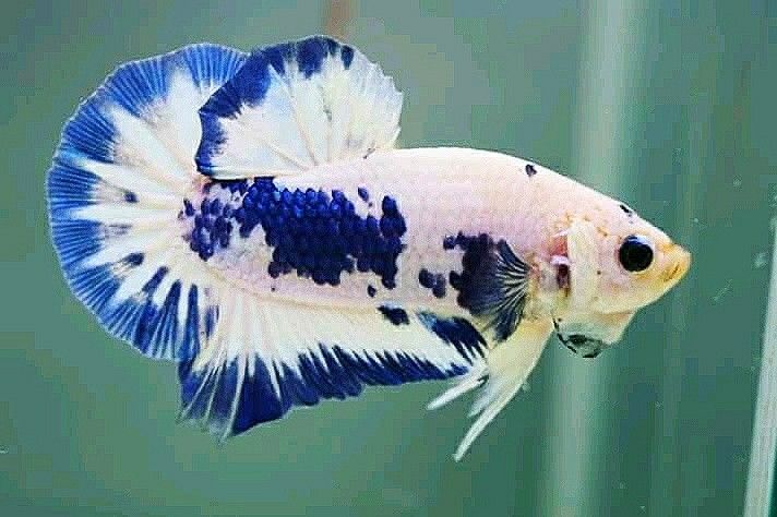 Betta HMPK Blue Rim Casal
