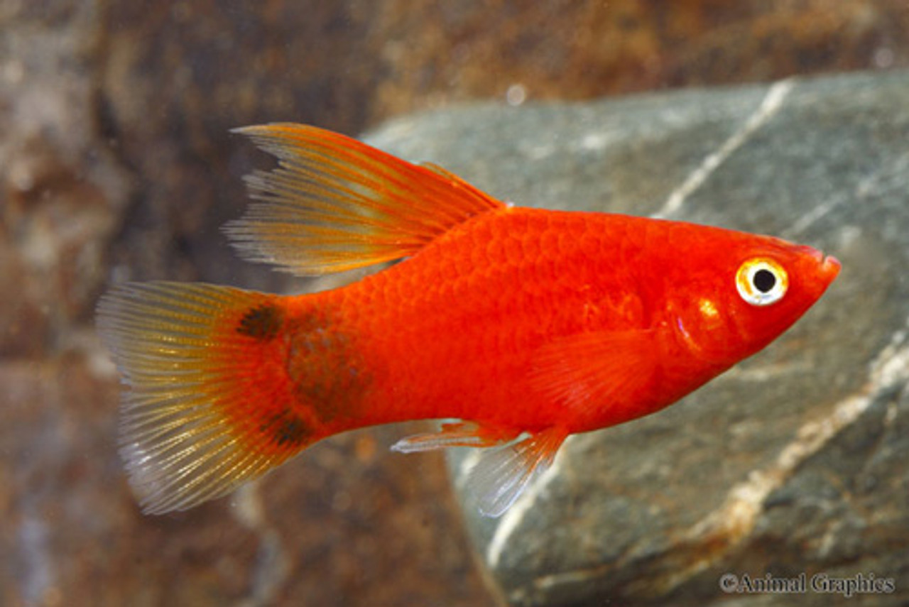 Platy Mickey Veliefro