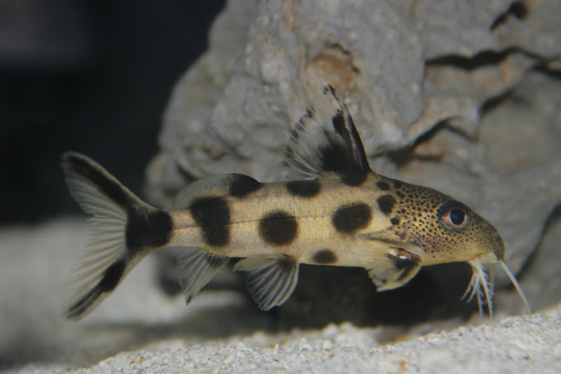Synodontis Bumble bee