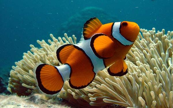 Amphiprion Ocellaris
