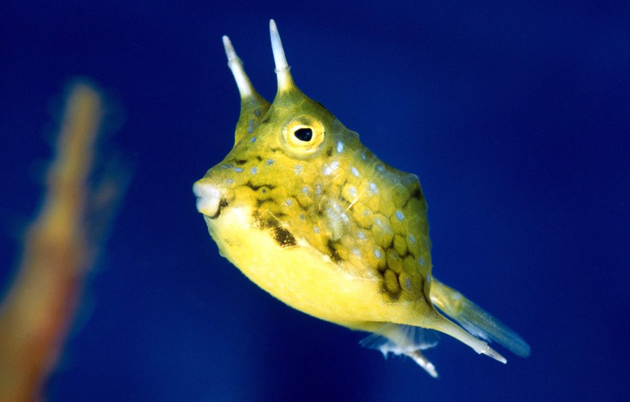 Lactoria Cornuta