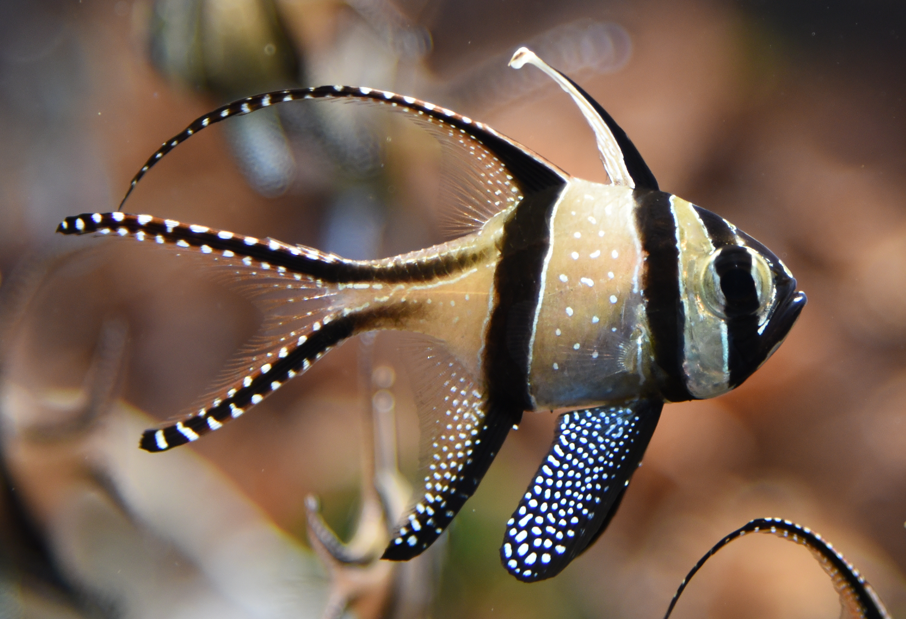 Cardenal de Banggai