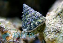 Caracol Turbo
